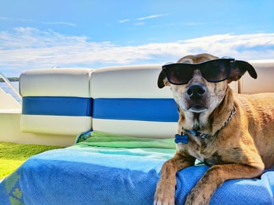 🐶50% discount 🐱Summer pet cooling mat with non-toxic self-cooling gel