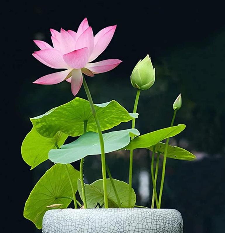 🏆Mixed Colour Bonsai Bowl Lotus Seeds🌿💐