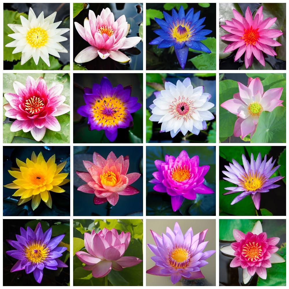 🏆Mixed Colour Bonsai Bowl Lotus Seeds🌿💐
