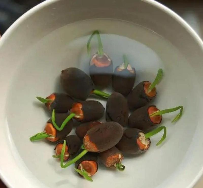 🏆Mixed Colour Bonsai Bowl Lotus Seeds🌿💐