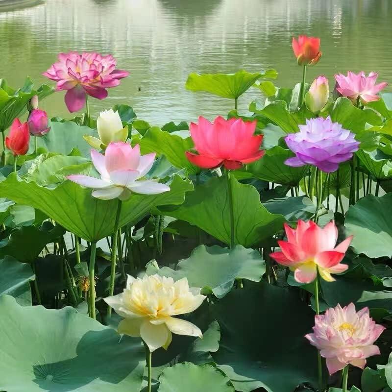 🏆Mixed Colour Bonsai Bowl Lotus Seeds🌿💐