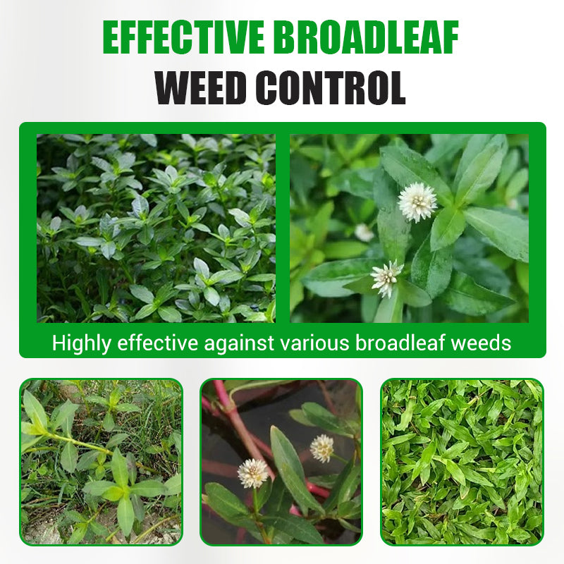 Broadleaf Weed Powerful Herbicide