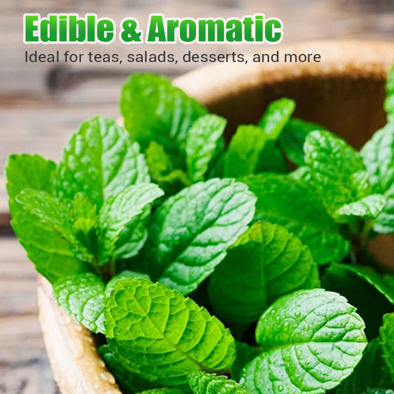 Fast-Growing 1000PCS Mint Seeds for Planting