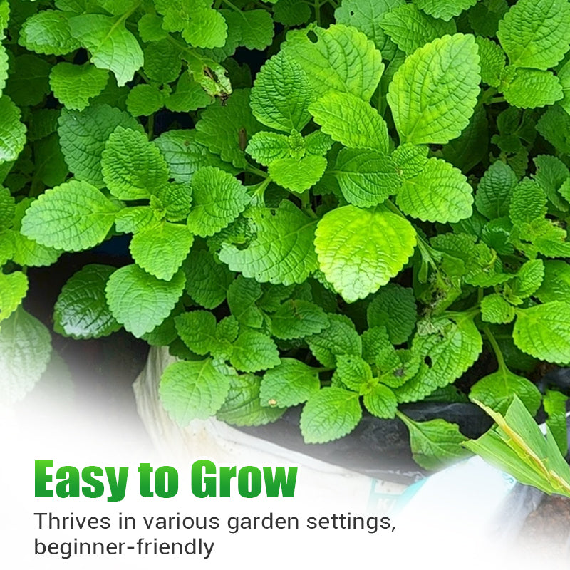 Fast-Growing 1000PCS Mint Seeds for Planting
