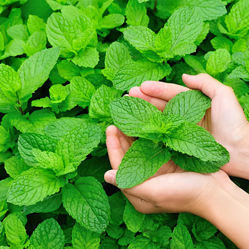 Fast-Growing 1000PCS Mint Seeds for Planting