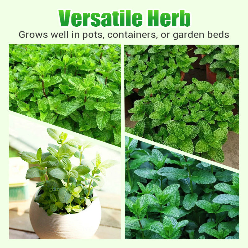 Fast-Growing 1000PCS Mint Seeds for Planting