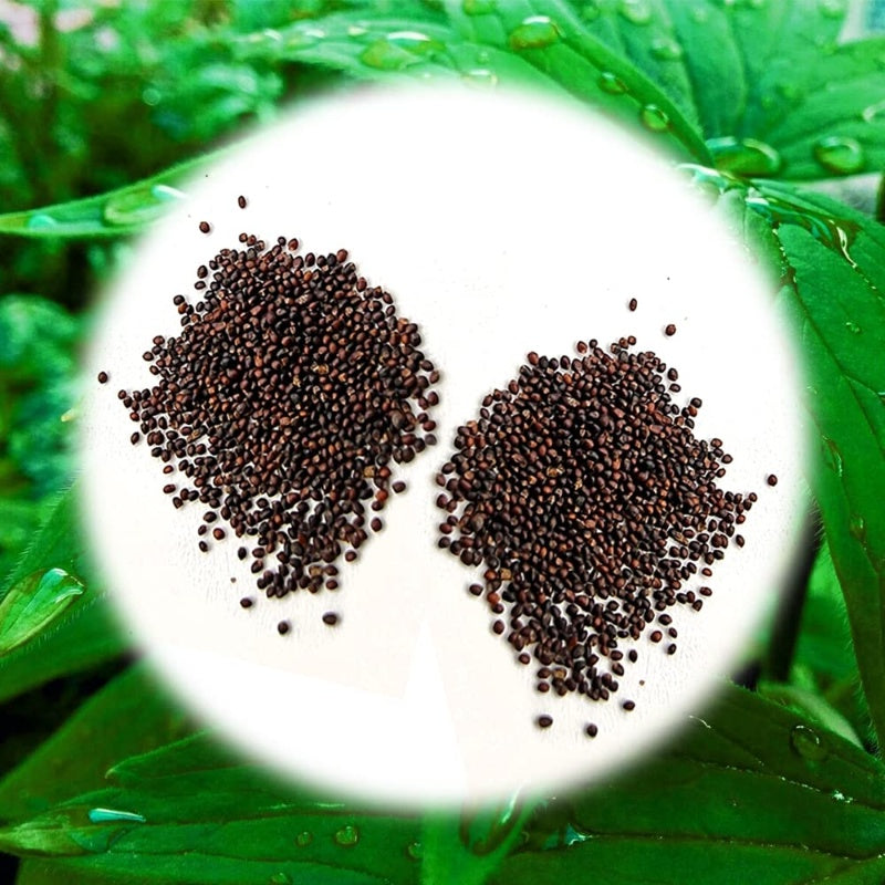 Fast-Growing 1000PCS Mint Seeds for Planting