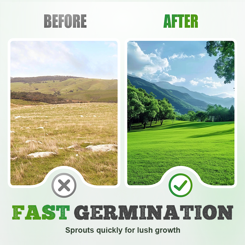 Four-Season Evergreen Lawn Grass Seeds