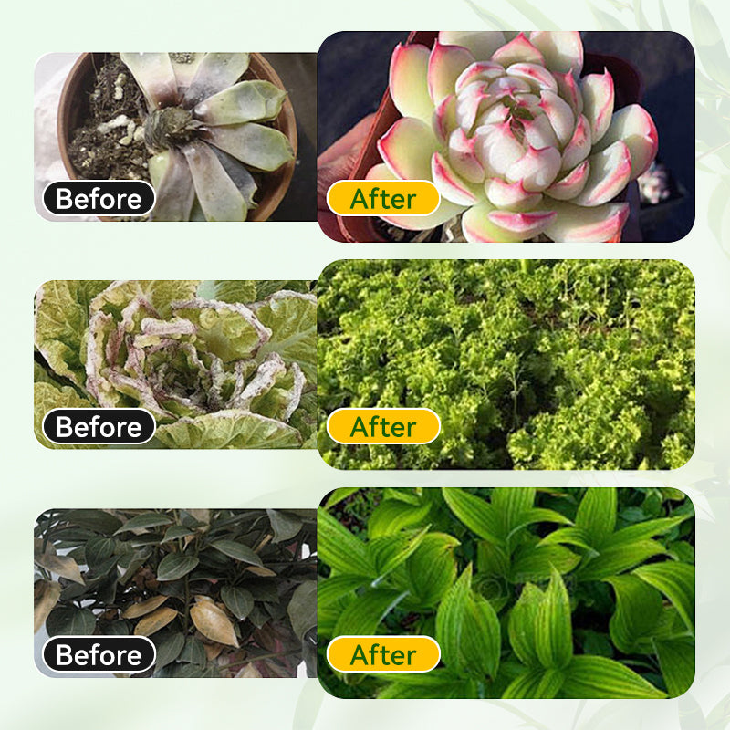 Horticultural General Nutrient Solution for Root