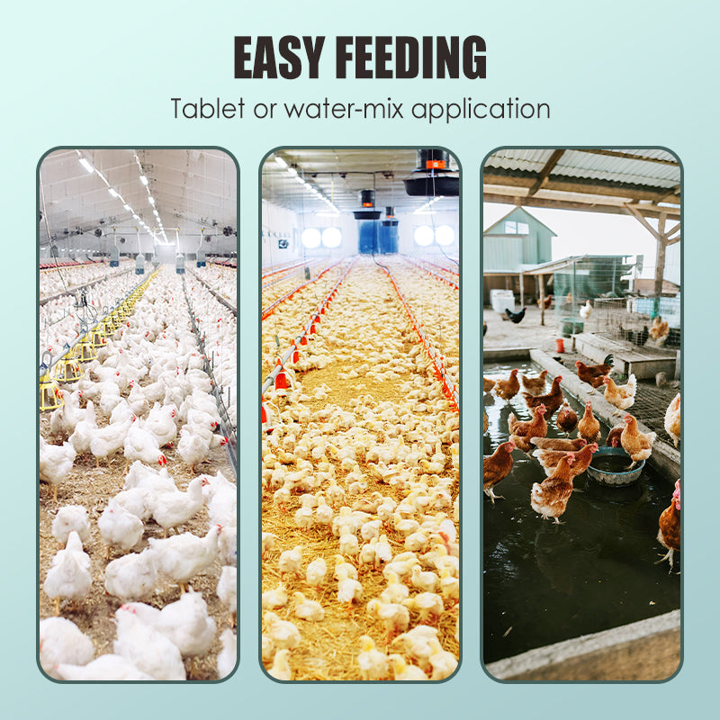 Feed Additives for Poultry Farming