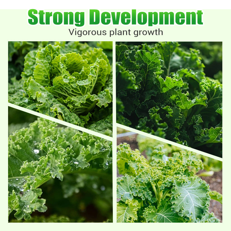 Non-GMO Edible Kale Seeds