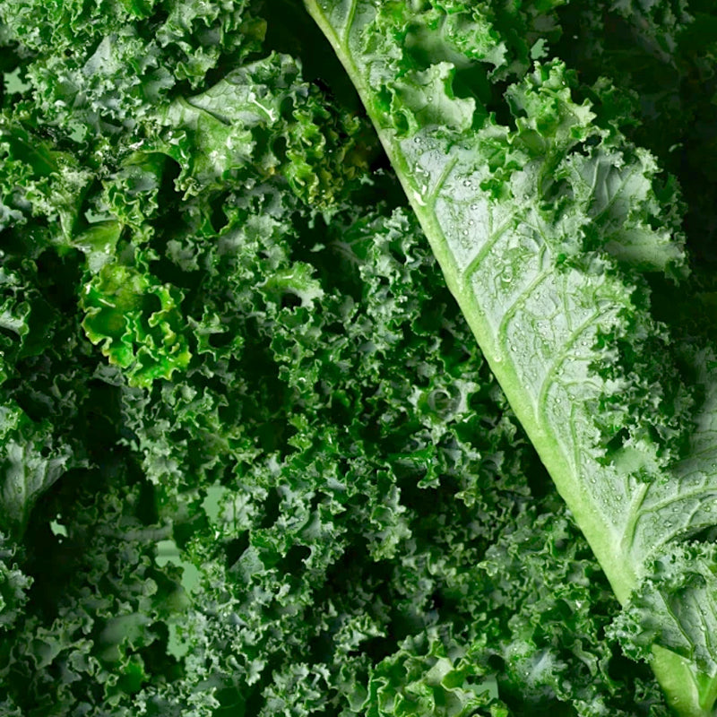 Non-GMO Edible Kale Seeds
