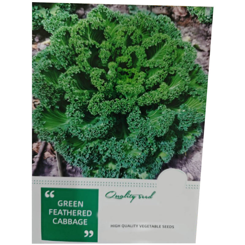 Non-GMO Edible Kale Seeds