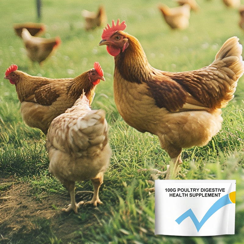 100g Poultry Digestive Health Supplement