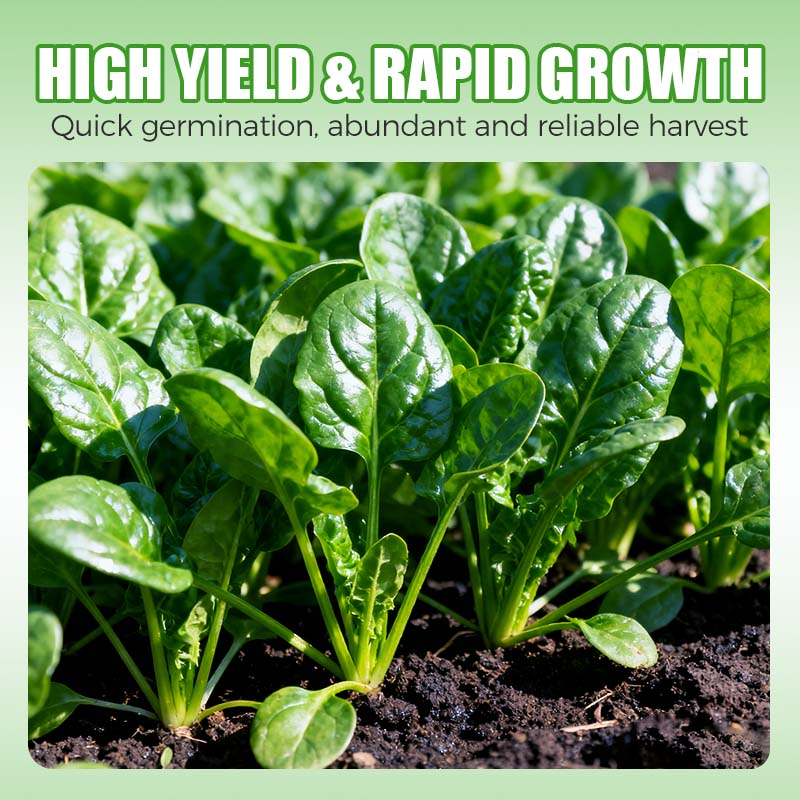 High-yielding Cold & Heat Tolerant Spinach Seeds
