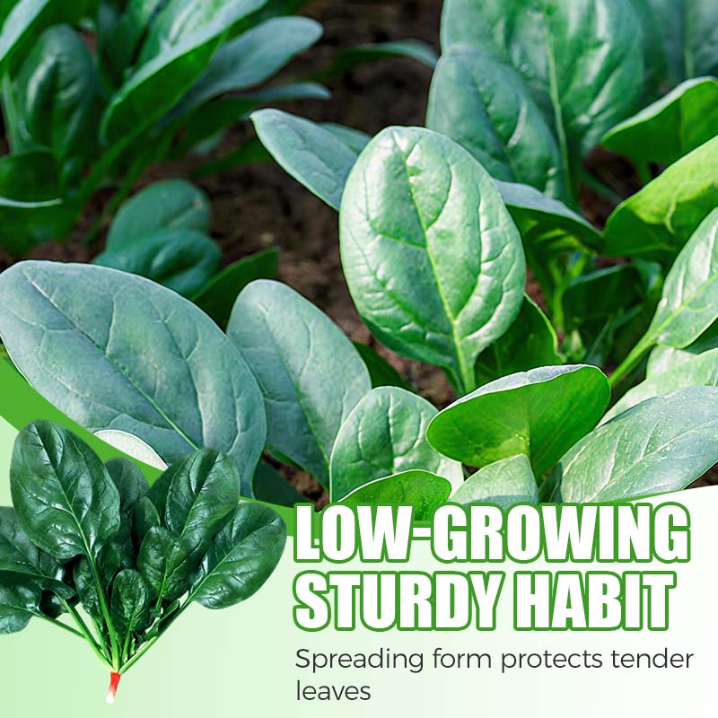 High-yielding Cold & Heat Tolerant Spinach Seeds