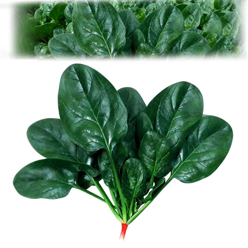 High-yielding Cold & Heat Tolerant Spinach Seeds