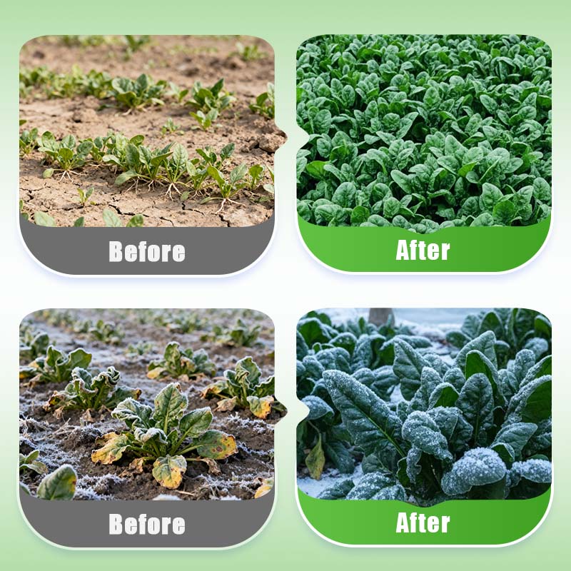 High-yielding Cold & Heat Tolerant Spinach Seeds