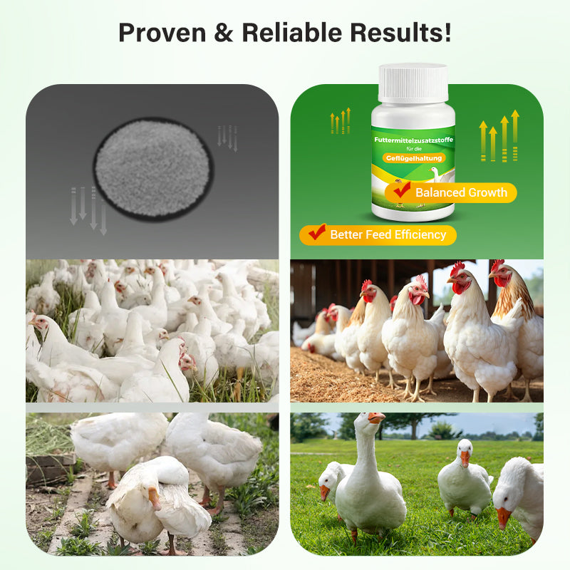 Feed Additives for Poultry Farming
