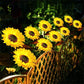 🌻 Sunflower Solar Lights – Glowing Decor for Garden ✨🌿【Hurry Up】