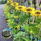 🌻 Sunflower Solar Lights – Glowing Decor for Garden ✨🌿【Hurry Up】