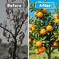 Fruit and Vegetable Sunscreen Fertilizer Solution