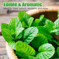 Fast-Growing 1000PCS Mint Seeds for Planting