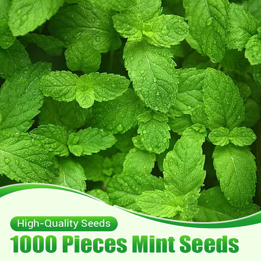 Fast-Growing 1000PCS Mint Seeds for Planting