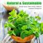 Fast-Growing 1000PCS Mint Seeds for Planting
