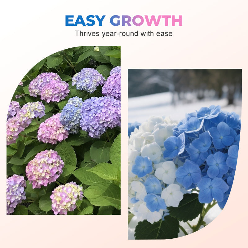 Mixed-Color Hydrangea Seeds