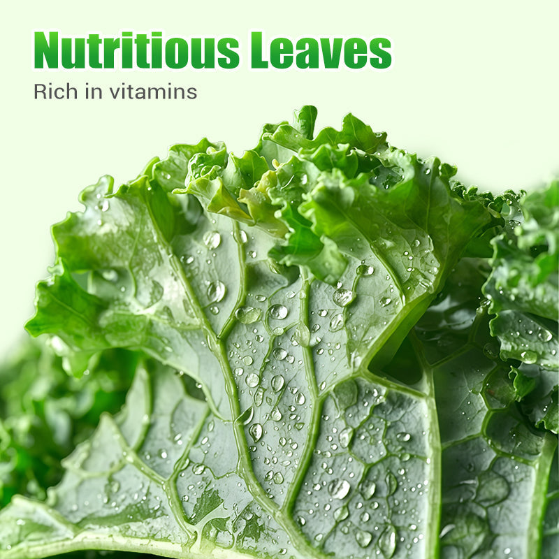 Non-GMO Edible Kale Seeds