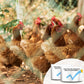 100g Poultry Digestive Health Supplement