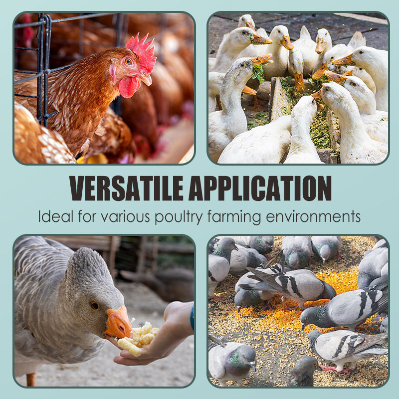 100g Poultry Digestive Health Supplement