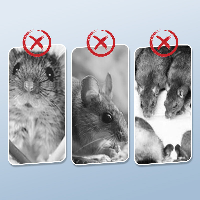 Reusable Rat Trap with High Sensitive Trigger