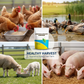 Effective Livestock & Poultry Dewormer
